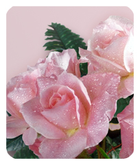 Bouquet Of Roses Pink